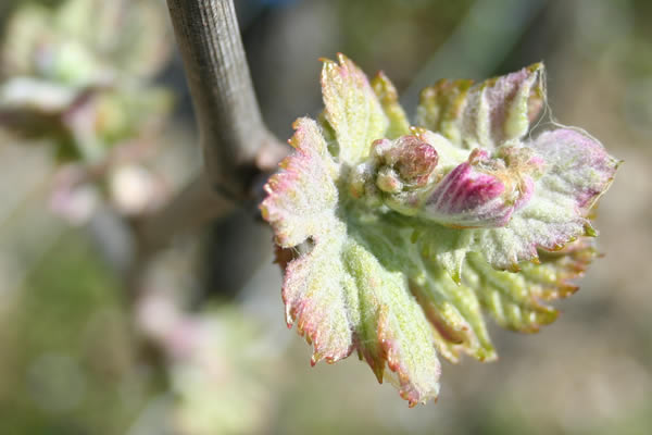 vignoble lalande labatut